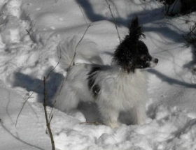 Snehund, 2008